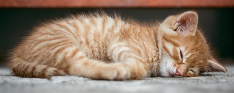 三个月的小猫会自己拉屎吗 要引导小猫学习使用猫砂
