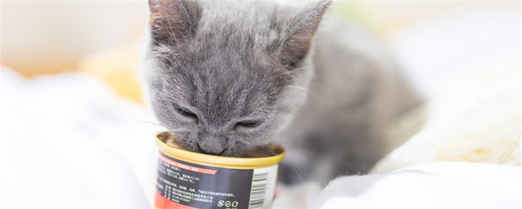 猫咪可以天天吃罐头吗 猫咪的主食最好以猫粮为主