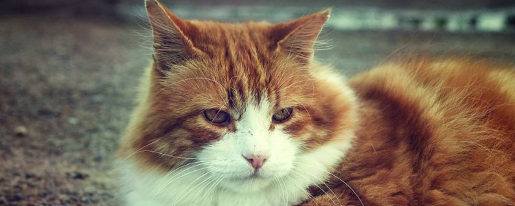猫咪得过肠胃炎后遗症 一定需要注意护理，避免复发！
