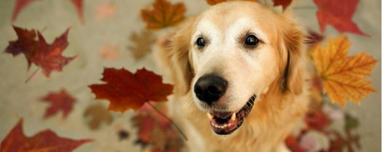 秋季狗狗应该注意什么 换季健康大作战
