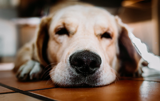 秋季狗狗喜欢睡觉 是不是季节性感冒？