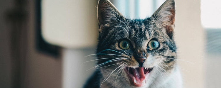怎么防止猫钻到发动机里 可以放樟脑丸吗？