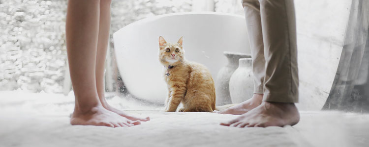 猫冬天出门会感冒吗 如何做好保暖措施