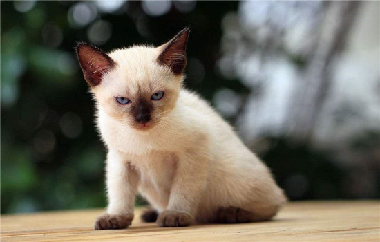 暹罗猫一个月吃多少猫粮 小猫需要喂奶哦！
