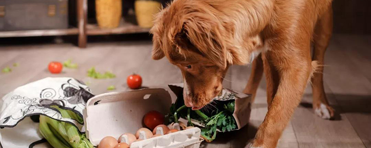 狗一个月吃多少狗粮 怎么知道狗狗的食量是多少