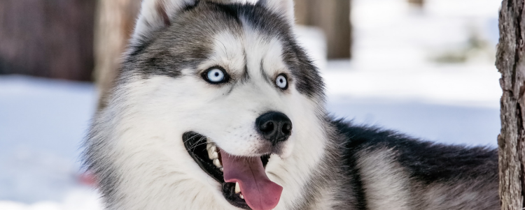 4个月的阿拉斯加吃多少 记住了，每只狗狗的摄入量都不同！