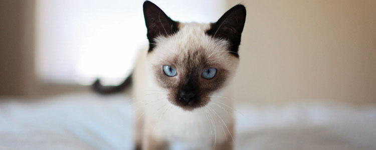 猫能吃狗粮吗 猫吃狗粮会导致失明？