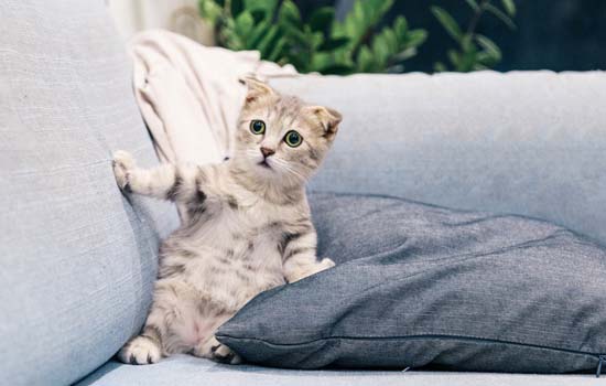 小猫为什么好奇心很重 幼猫为什么好奇心这么重