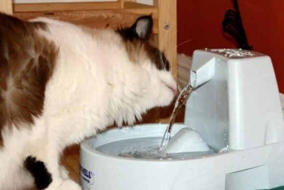 猫为什么喜欢喝卫生间的水 野性的本能