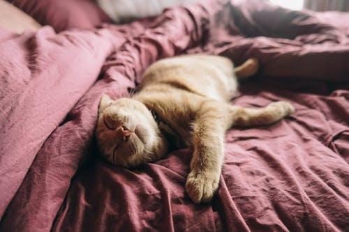 猫为什么喜欢睡在被子上 猫为什么喜欢在主人被子上睡觉