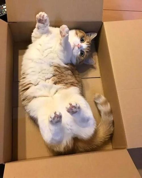猫为什么老喜欢啃纸箱子呢 猫为什么要啃纸箱
