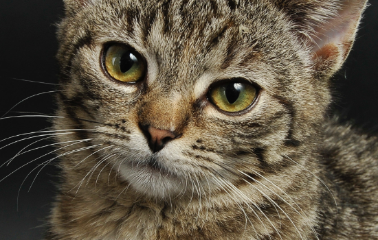 猫导尿后能不能痊愈 猫导尿后身体会康复吗