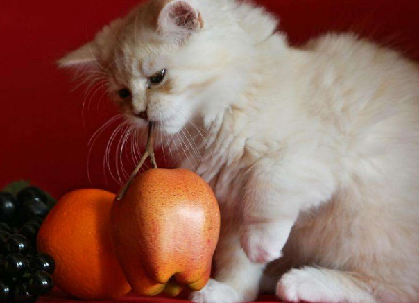 小猫为什么不喜欢吃水果 猫为什么讨厌水果