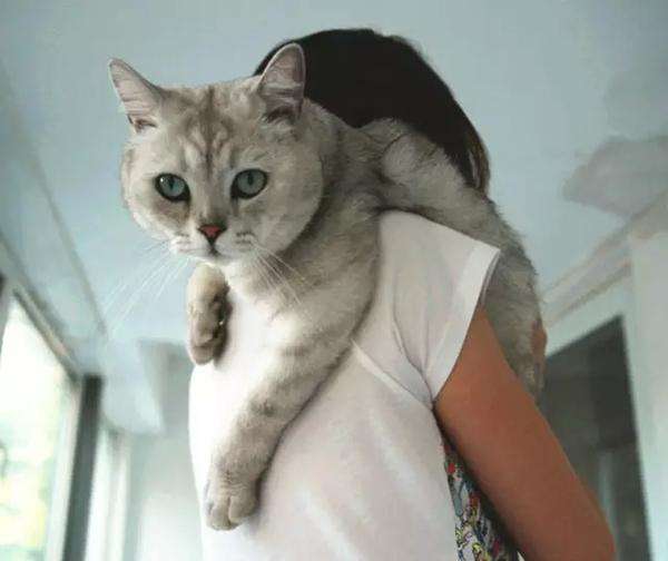 小猫为什么喜欢爬在人脖子边上 猫为什么爱爬人脖子