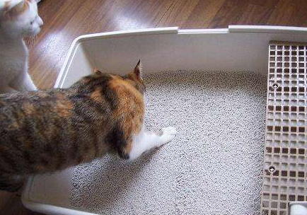 猫为什么会把小猫叼进猫砂盆