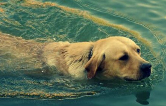 怎么让狗狗游泳 教狗狗游泳的方法