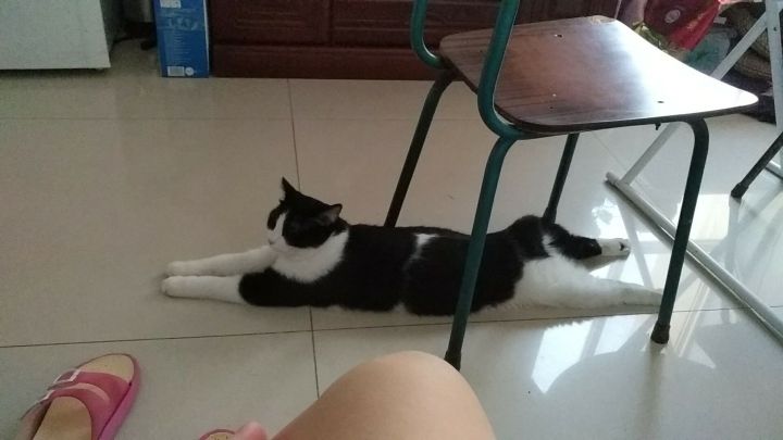 猫为什么睡觉手腿伸直 猫趴着后腿伸直正常吗