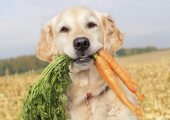 狗狗可以长期吃的蔬菜