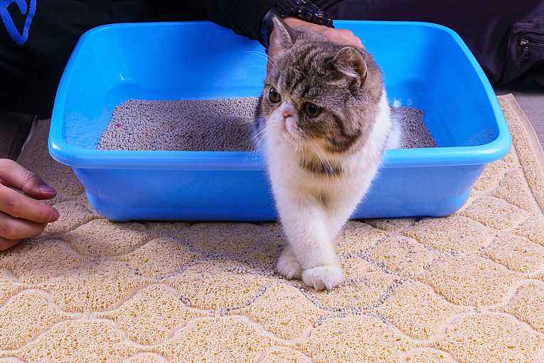 猫在猫砂盆边缘拉屎是怎么回事