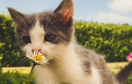 猫咪打疫苗有什么用 为什么要给猫打疫苗