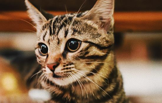 猫可以吃荔枝吗 猫可以吃荔枝肉吗