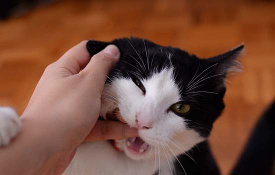 猫打过疫苗咬人有事吗