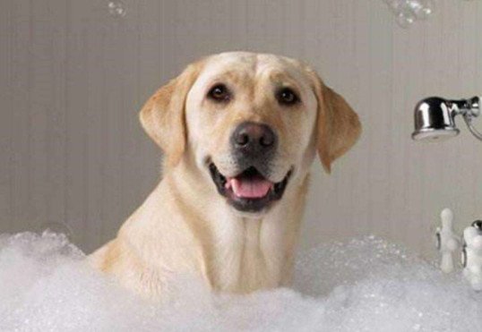 狗洗澡水温多少度合适