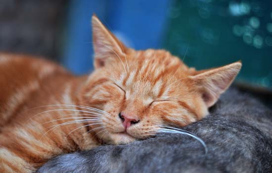 猫咪睡觉姿势代表什么