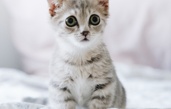 小猫几天睁眼睛 小猫一般几天睁眼睛
