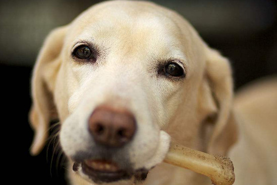 狗吃骨头能消化吗