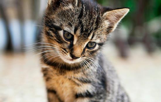 一个月猫咪会用猫砂吗 一个月猫咪会不会用猫砂