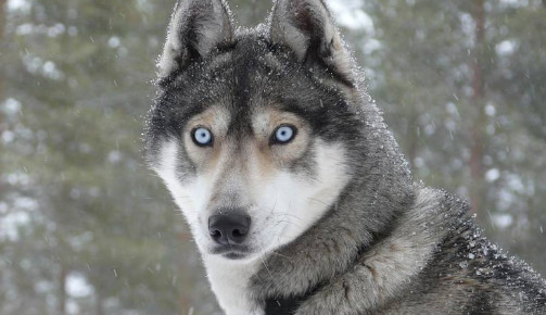 狗狗眼睛变蓝色怎么办