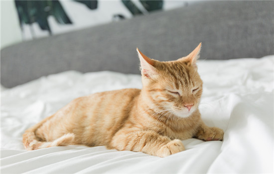 猫睡觉打呼噜是怎么回事