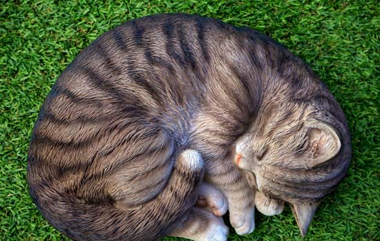猫发完情才能绝育吗