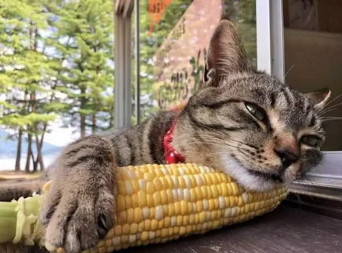 猫咪能吃玉米吗熟的
