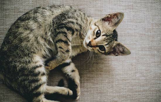 猫睡电热毯有什么坏处