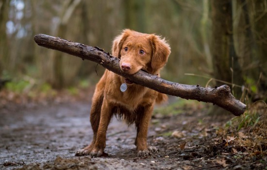 狗狗为什么喜欢叼木棍