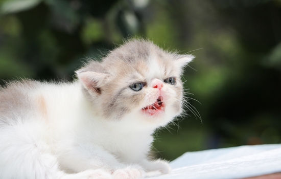 扁脸猫是什么品种