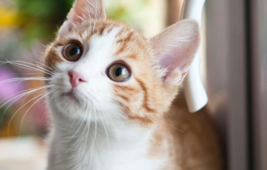 猫为什么会发出呼噜呼噜的声音是怎么回事