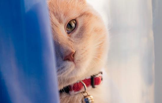 猫咪吃塑料袋是为什么