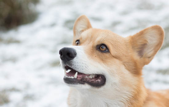 狗缺钙表现有哪些症状