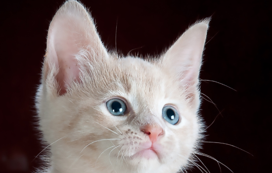 小猫多大可以清洁耳朵