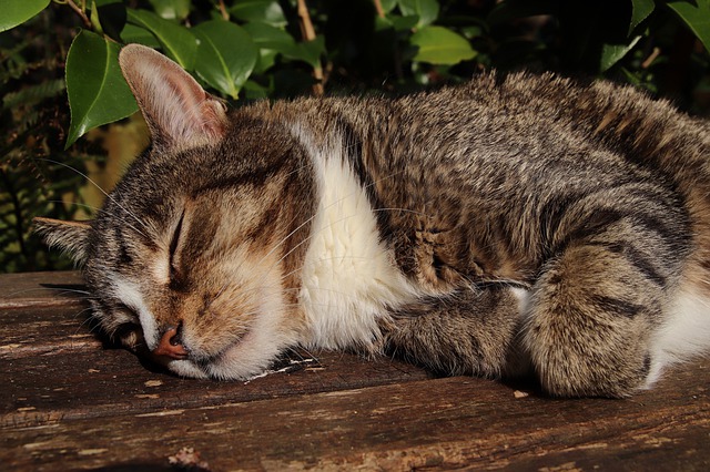 猫冬天爱睡觉正常吗 怎么通过睡姿看身体状况