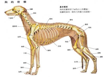 狗狗子宫图结构图(子宫,宫颈,卵巢的结构图)