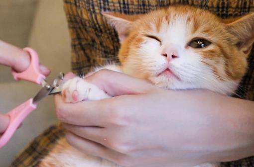 小猫多大可以剪指甲 怎么给小猫剪指甲