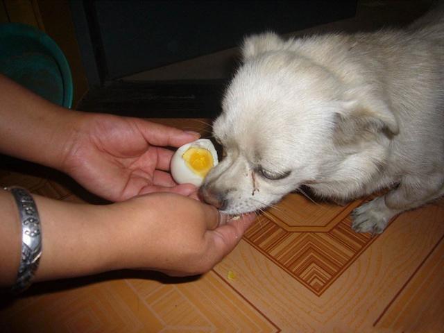 狗狗一天最多吃几个蛋黄