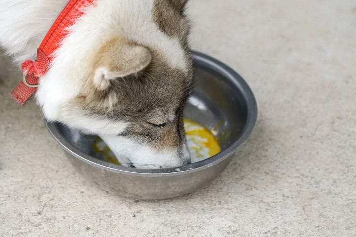 给狗吃生鸡蛋的作用 狗吃生鸡蛋的功效与作用