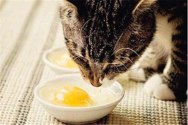 2个月小猫能吃鸡蛋黄吗 2个月小猫能吃鸡蛋黄会怎么样