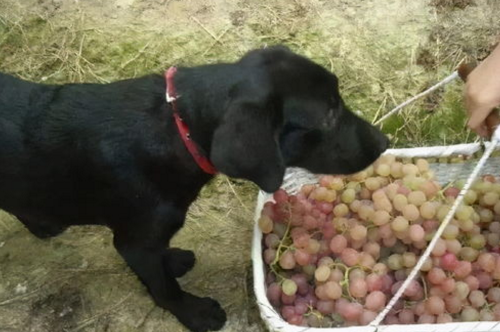 狗狗吃了一个葡萄会有事吗 狗狗吃了一个葡萄会怎么样