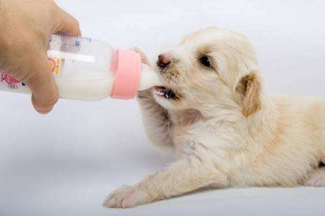 狗狗喝了纯牛奶会死吗 狗狗喝了纯牛奶会不会死